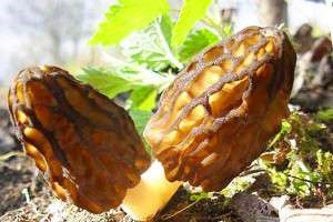 Chiftelute din pui gătit tocată întruchipare 10 (pui) Chiftelute din opțiunile de gătit de pui tocat 10