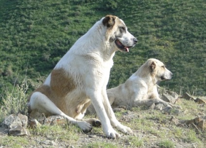 Descriere Tobet rasa Tobet kazahă cu fotografii și caracteristici (roca) Tobet descriere rasa kazahă Tobet cu fotografii și caracteristici