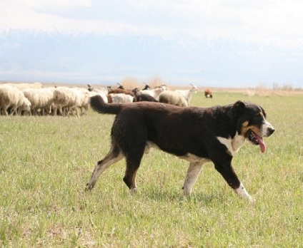 Descriere Tobet rasa Tobet kazahă și un răspuns fotografie (Kazakh) Tobet descriere rasa kazahă Tobet cu fotografii și caracteristici