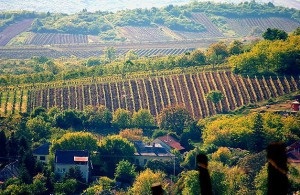 Tokaj - vin, demn de regi! (V) Tokaj - vin, demn de regi!