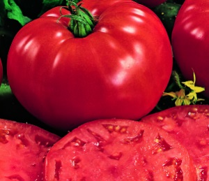 Tomate comentarii friptură, caracterizarea și descrierea soiului