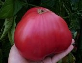 Tomate - de bar - varietatea, recenzii și fotografii de tomate (tomate) Tomate - de bar - varietatea, recenzii și roșii fotografie