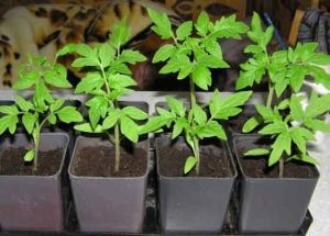 Tomate - de bar - varietatea, recenzii și fotografii de tomate (tomate) Tomate - de bar - varietatea, recenzii și roșii fotografie