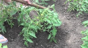 Tomate - Dúbrava - (stejar) caracteristici, cultivarea și descrierea soiului (tomate) Tomate - Dúbrava - (stejar) caracteristici, cultivare și descrierea soiului