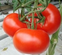 Tomate - talker blog-gala2121 (tomate (tomate)) Tomate - talker blog-gala2121