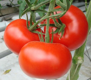 Tomate „vorbăreț“ recenzii randament fotografie (foto) Tomate „vorbăreț“ fotografie randamentele comentarii