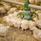 Top cele mai sărace din hrana puilor de găină aspecte negative ale diferitelor produse (produse) Top cele mai sărace din hrana puilor de găină aspecte negative ale diferitelor produse