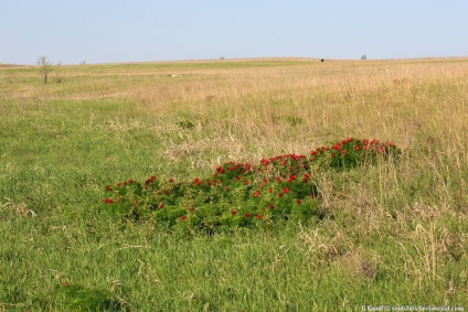 Aceeași floare stacojie