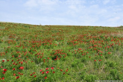 Aceeași floare stacojie