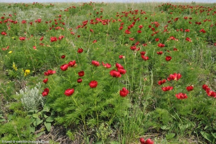 Aceeași floare stacojie (floare) Aceeași floare stacojie