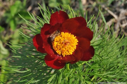 Aceeași floare stacojie (Vermillion) Aceeași floare stacojie