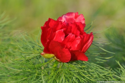 Aceeași floare stacojie (floare) Aceeași floare stacojie