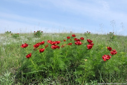 Aceeași floare stacojie (Vermillion) Aceeași floare stacojie