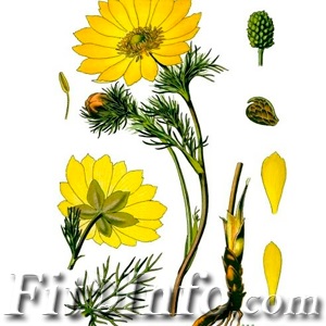 Descriere Grass Adonis, proprietăți și aplicații (proprietăți) Iarbă Adonis descriere, proprietăți și aplicații