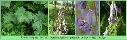 Iarbă (nu) pentru iepuri (toate părțile țării) Iarba (nu) pentru iepuri