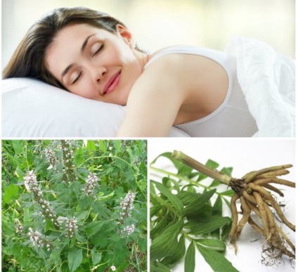 Ierburi pentru un bun insomnie somn (principalul ingredient activ) Ierburi pentru un bun insomnie de somn