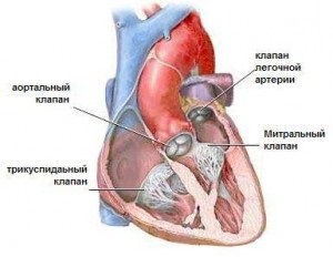 valva tricuspidă (valva tricuspidă) supapă tricuspida