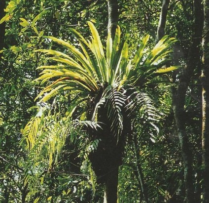 Rainforest Animale de companie (tropical feriga epifite) Rainforest, animale de companie