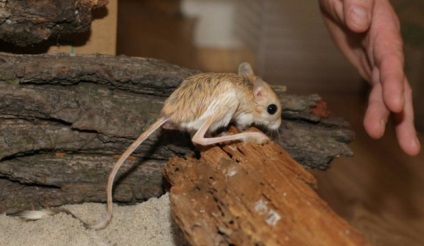 întreținerea jerboa și îngrijire, fotografia (jerboa) întreținere jerboa și îngrijire, foto