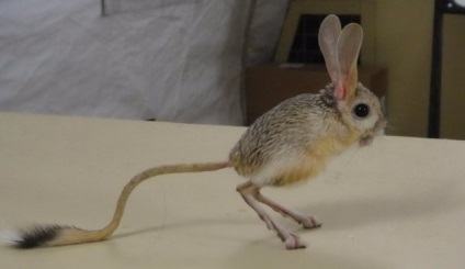 întreținerea jerboa și îngrijire, fotografia (jerboa) întreținere jerboa și îngrijire, foto