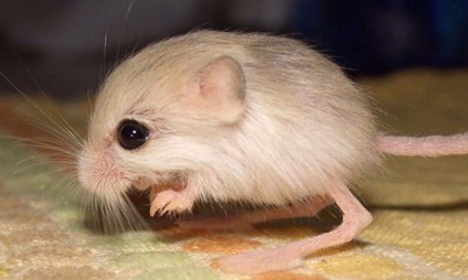 întreținere jerboa și îngrijire, foto (poze) întreținere jerboa și îngrijire, foto