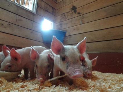 porci de sacrificare la domiciliu și la plantele de ambalare din carne (la domiciliu) Sacrificarea porcilor acasă și la carne