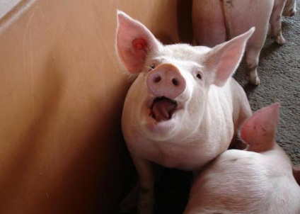 Sacrificarea porci acasă și la prelucrarea cărnii (de prelucrare a cărnii) Sacrificarea porcilor acasă și la carne