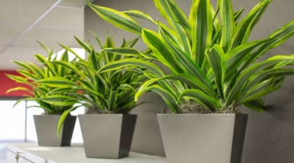 Fertilizare pentru Dracaena (Dracaena) Îngrășăminte pentru Dracaena