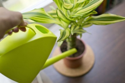 Dracaena îngrășămintelor minerale și îngrășământul organic (gunoi de grajd) Fertilizator pentru îngrășăminte minerale și organice Dracaena