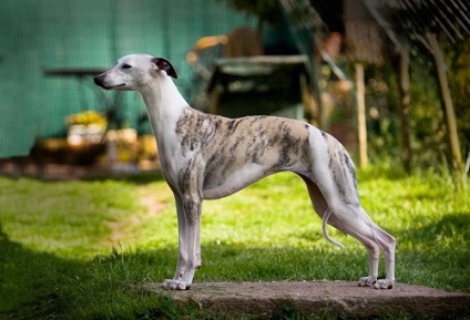 fotografie Whippet și standard de rasa, comentarii proprietarii de câine și prețul său (standard) fotografie Whippet și standard de rasa, comentarii ale proprietarilor de câine și prețul său