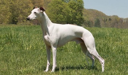 fotografie Whippet și standard de rasa, comentarii proprietarii de câine și prețul său (whippet) fotografie Whippet și standard de rasa, comentarii ale proprietarilor de câine și prețul său