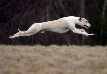 fotografie Whippet și standard de rasa, comentarii proprietarii de câine și prețul său (standard) fotografie Whippet și standard de rasa, comentarii ale proprietarilor de câine și prețul său