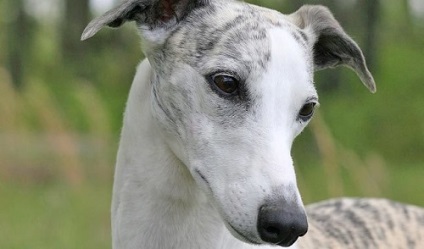 fotografie Whippet și standard de rasa, comentarii proprietarii de câine și prețul său (whippet) fotografie Whippet și standard de rasa, comentarii ale proprietarilor de câine și prețul său