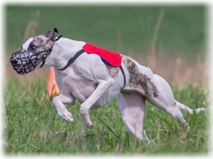 fotografie Whippet, descriere rasa, de îngrijire, caracter, și clasificare a bolilor (rasa) fotografie Whippet, descriere rasa, de îngrijire, caracterul și clasificarea bolii