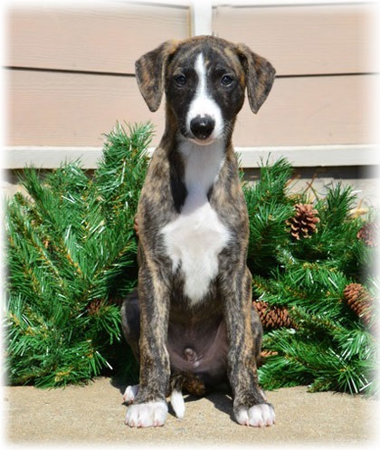 fotografie Whippet, descriere rasa, de îngrijire, caracterul și clasificarea bolii (descriere) fotografie Whippet, descriere rasa, de îngrijire, caracterul și clasificarea bolii