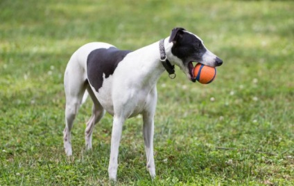 Whippet descriere rasa, caini, natura, îngrijire, preț (câine) Whippet descriere rasă, câini, natura, de îngrijire, preturi