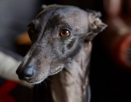 Whippet descriere rasa, caini, natura, îngrijire, preț (câine) Whippet descriere rasă, câini, natura, de îngrijire, preturi