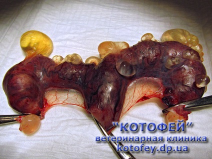 Preparate injectabile (tablete, picaturi) împotriva festivităților pisici (pachete de lapte) Injecții (tablete, picaturi) împotriva celebrări pisica