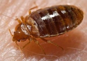 ploșnițe Bites asupra simptomelor persoanei, tratament (persoană) Bites ploșnițe asupra simptomelor persoanei, tratamentul