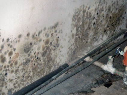 Distrugerea mucegai în subsol (subsolul unei ciuperci) Distrugerea mucegai în subsol
