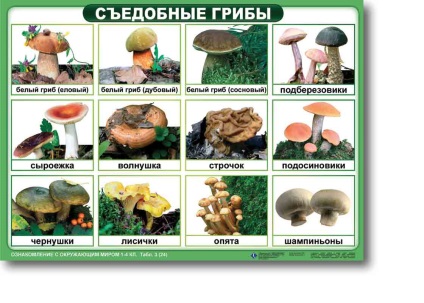 Lecția online (lecție on-line. Regatul ciuperci) Lecții on-line