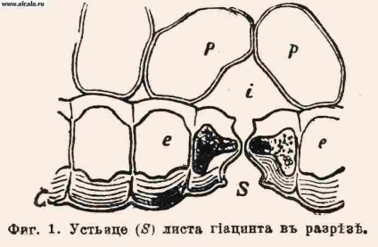 Stomatele plantelor encyclopedia ESBE (Brockhaus și Efron Dicționarul Enciclopedic) plantă stomată ESBE enciclopedie