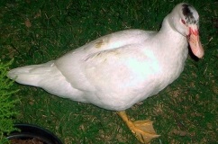 Duck Mulard descriere rasa si reproducere acasa (fotografii si marturii) (Mulard) Duck descriere rasa Mulard și de reproducere la domiciliu (fotografii și mărturii)