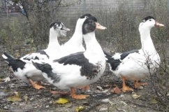 Duck descriere rasa Mulard și reproducere la domiciliu (fotografii și mărturii) (diluție) Duck descriere rasa Mulard și de reproducere la domiciliu (fotografii și mărturii)