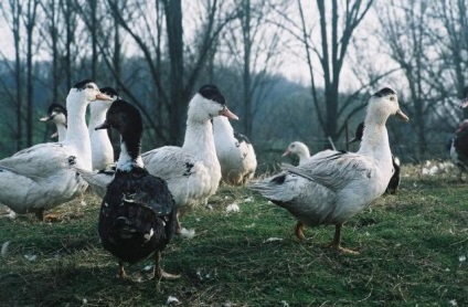 Duck descriere rasa Mulard și reproducere la domiciliu (fotografii și mărturii) (rocă) Duck descriere rasa Mulard și de reproducere la domiciliu (fotografii și mărturii)