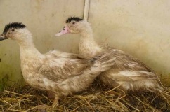 Duck Mulard descriere rasa si reproducere acasa (fotografii si marturii) (Mulard) Duck descriere rasa Mulard și de reproducere la domiciliu (fotografii și mărturii)