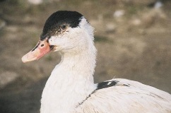 Duck descriere rasa Mulard și reproducere la domiciliu (fotografii și mărturii) (diluție) Duck descriere rasa Mulard și de reproducere la domiciliu (fotografii și mărturii)