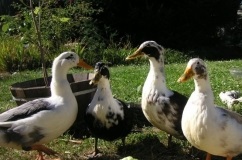 Duck descriere rasa Mulard și reproducere la domiciliu (fotografii și mărturii) (diluție) Duck descriere rasa Mulard și de reproducere la domiciliu (fotografii și mărturii)