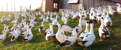 Duck descriere rasa Mulard și reproducere la domiciliu (fotografii și mărturii) (rață) Duck descriere rasa Mulard și de reproducere la domiciliu (fotografii și mărturii)