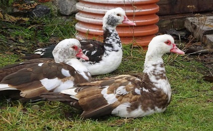 Duck descriere rasa Mulard și reproducere la domiciliu (fotografii și mărturii) (descriere) Duck descriere rasa Mulard și de reproducere la domiciliu (fotografii și mărturii)
